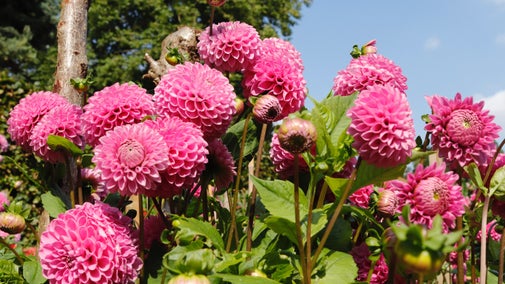 Dahlia Garden, Anglesey Abbey, Cambridgeshire